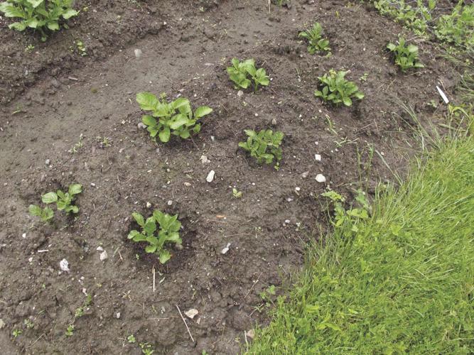 Potatoes ready to hill.