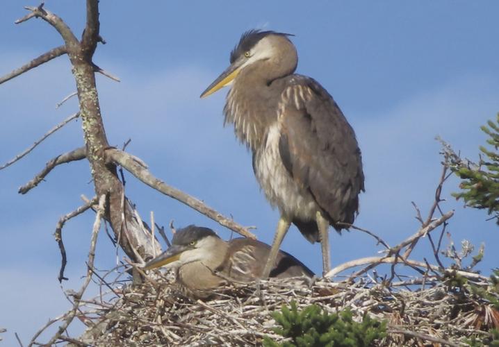 Reader Pics: June 27