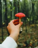 Community discussion explores the hidden world of fungi