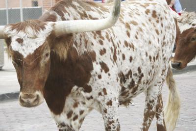 3-22 outdoors Longhorn.jpg