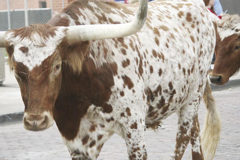 Visiting the Longhorns of Fort Worth