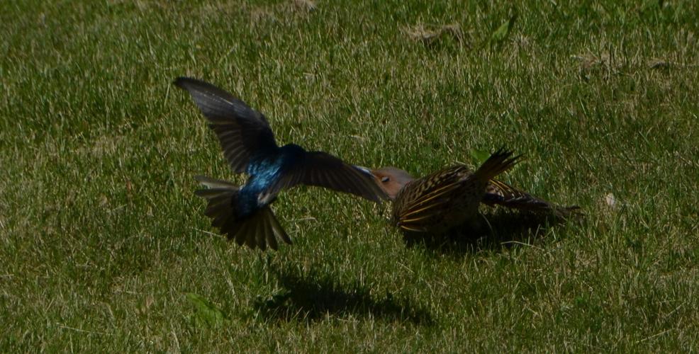 Reader Pics: June 13