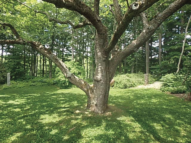 06-27 HOME This old apple tree served to establish an axis from the front door of the house.jpg