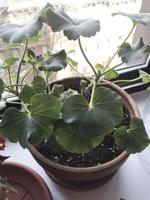 Consider the humble geranium