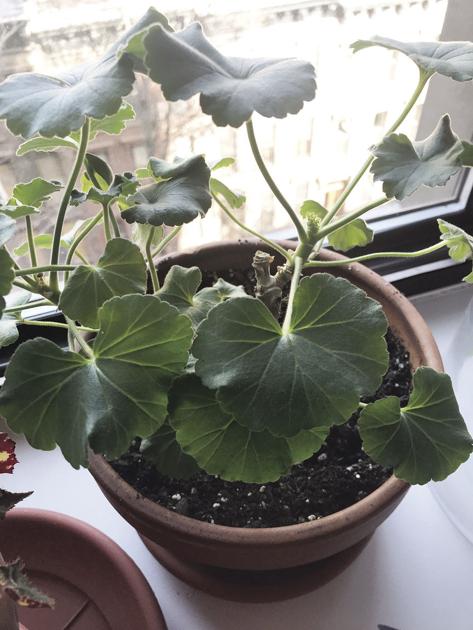 Consider the humble geranium