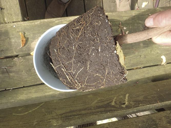 10-03 HOME Loosen the soil by tickling these roots and you will have room in the pot for new soil.jpg