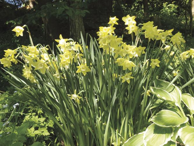 Daffodils look great planted in big masses.