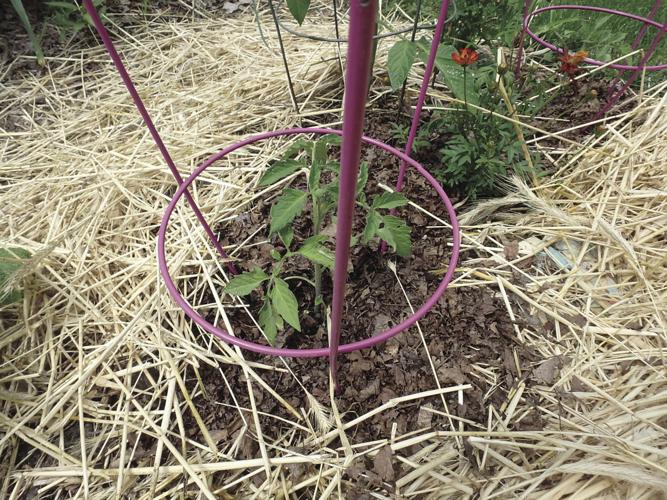 07-11 HOME This young tomato is mulched with a circle of chjopped leaves, and then paper and straw.jpg