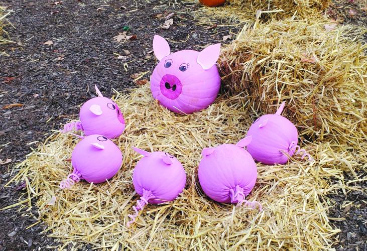 Pig family