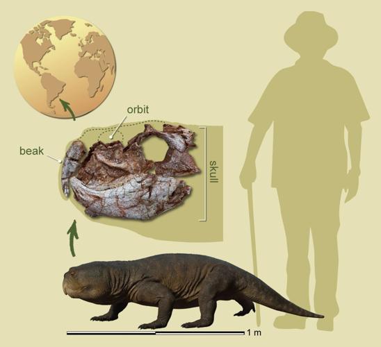 Parrot-beaked beast that lived with dinosaurs in Brazil may have Scottish relatives