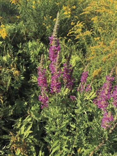 Purple loosestrife and goldenrod