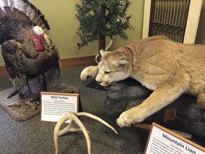 02-20 COM Exhibit 1 libby museum.jpg