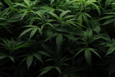 Cannabis plants are seen at Harborside Oakland Dispensary on Aug. 11, 2025, in Oakland, Calif.