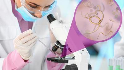 Worm-inspired treatments inch toward the clinic