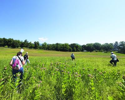 butterfly count