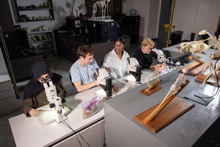 Fossil that would fit on a babys fingertip reveals clues about primate evolution