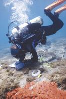 SLA hosts 'Where they are now: Diseases of coral reefs'