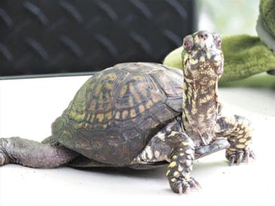 Box turtle