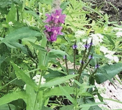 Wetlands Walk invasive flowers