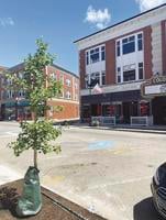 New trees grace Main Street in downtown Laconia