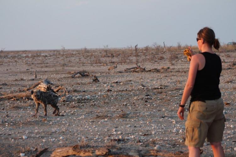Lions track rival hyenas in the wild rather than the other way round, reveals study