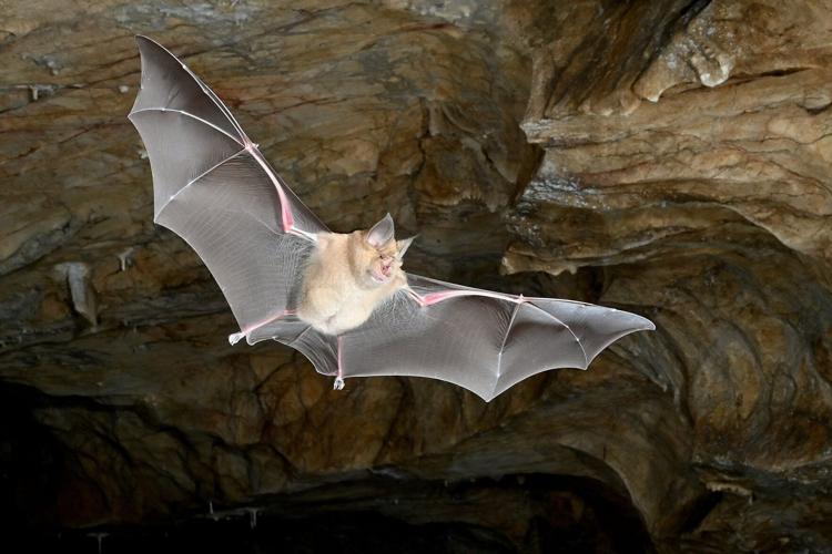 Bats originated in Europe around 65 million years ago, reveals new research