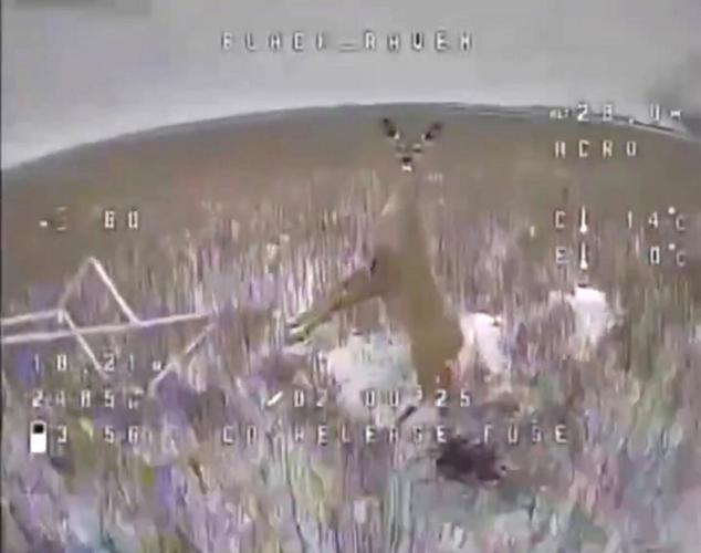 Oh deer! Animal has close call with Ukrainian military drone