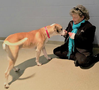 Humane Society welcomes new volunteer manager