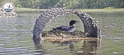 loon cam