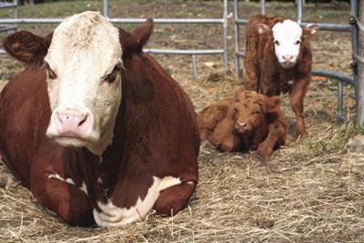KEEPER CALVES