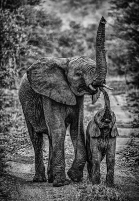 Devotion to BLACK & WHITE