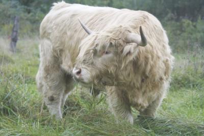 Ferdinand