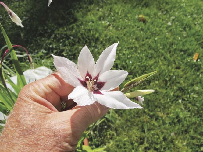 Sword lilies are highly fragrant in the evening