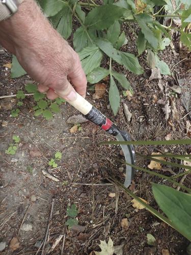 09-19 HOME This harvest sickle will slice through stems quickly and easily