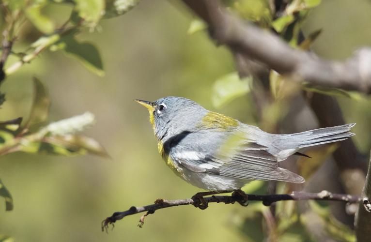 05-16 LS Northern Parula Male.jpg