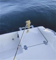 Spiny water flea on the increase in New Hampshire’s largest lake