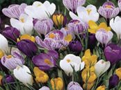 Flowering Crocus