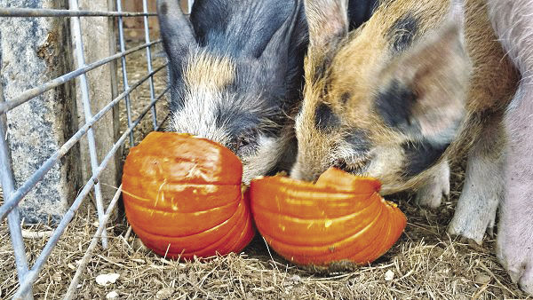 10-11 OUTDOORS Piggies2.jpg