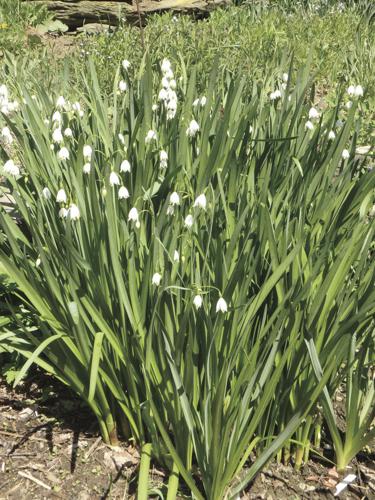 10-19 FALL HOME Leucojum.jpg