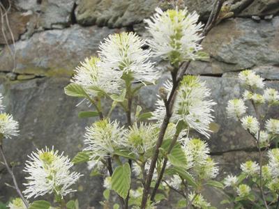 Fothergilla