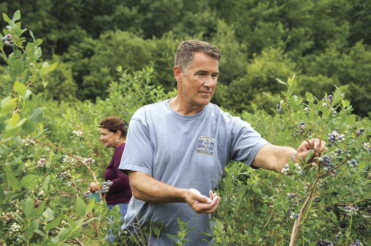 Picking blueberries