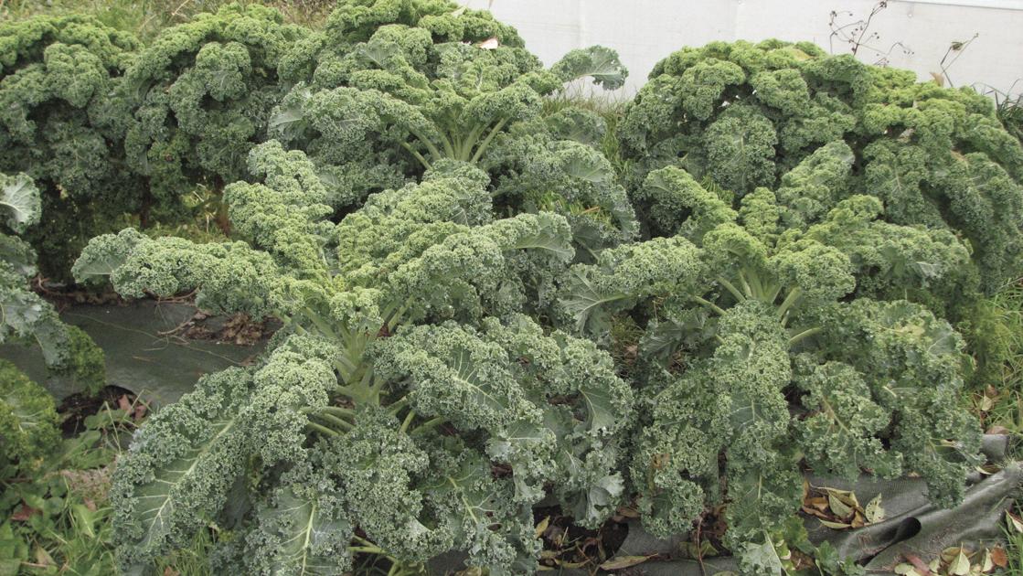 Get ready to grow vegetables this summer