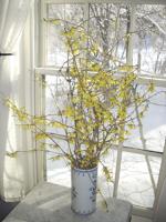 Early Spring Chores in the Garden