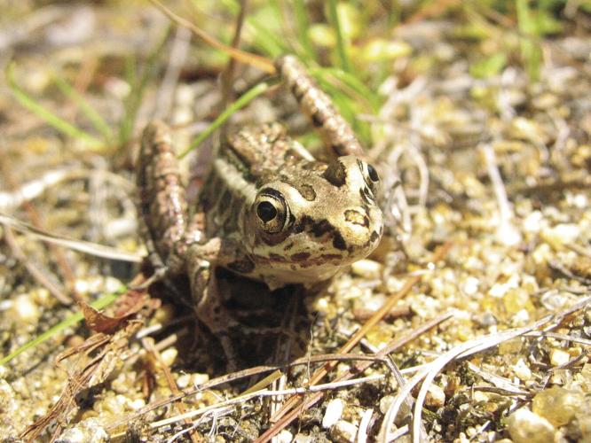 Pickerel Frog.