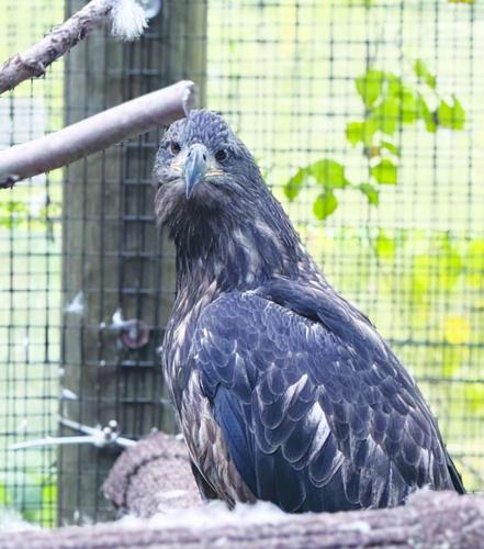 female eagle