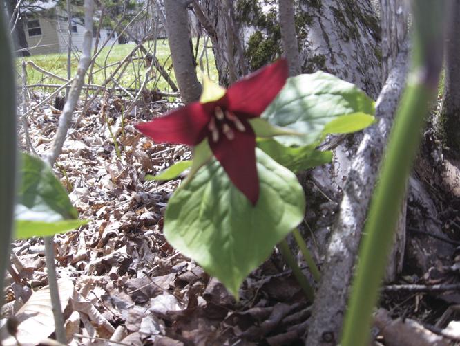 05-15 OUTDOORS IMG_3769.jpg