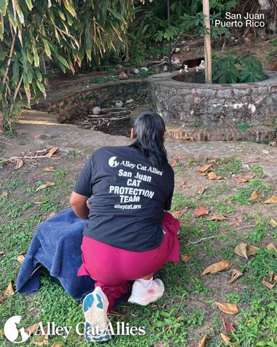 Alley Cat Allies Continues to Protect the Cats of the Paseo del Morro and Collaborates with Puerto Rico Leaders
