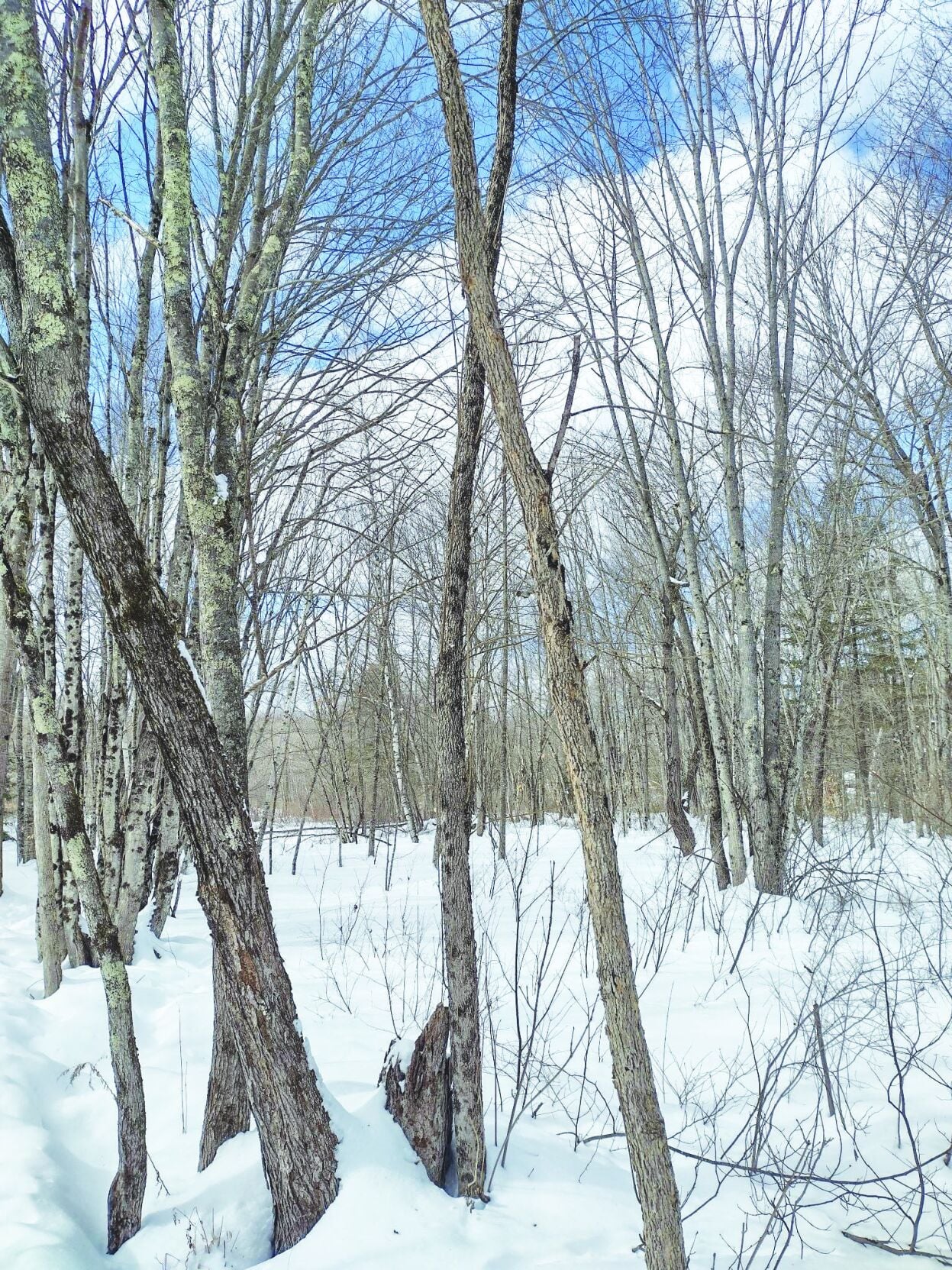 Explore the trees in Newfound Lake March nature challenge