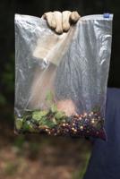 Glossy buckthorn berries