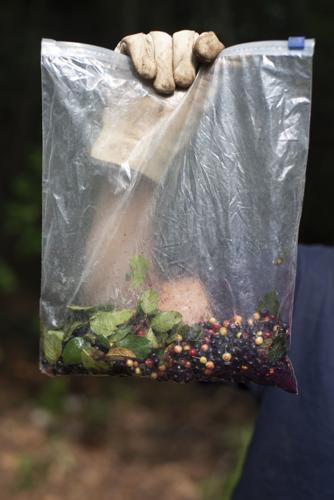 Glossy buckthorn berries